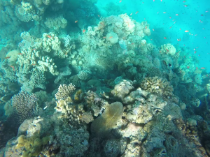 the reef