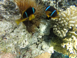 Fischiiiiliiis